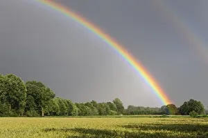 Prismatic Colors In The Sky Prints: Rainbow over a cornfield, Vechta