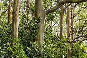 Maui Hawaii USA Prints: Rainbow eucalyptus deglupta (Eucalyptus Deglupta)