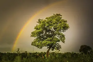 Prismatic Colors Of A Rainbow Prints: A rainbow is seen on a tree after the summer shower
