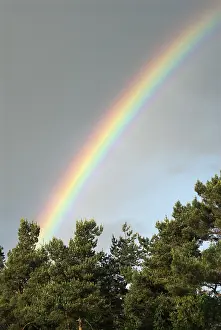 Rainy Weather Scene Prints: Rainbow in the sky above pine trees
