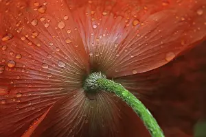 Corn Poppy Blossom Prints: Raindrops