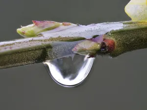 Water Drop On Plant Prints: Raindrops, on the buds of a branch