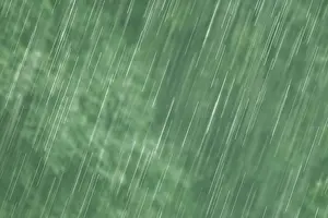 Rainy Forest Landscape Prints: Raindrops falling