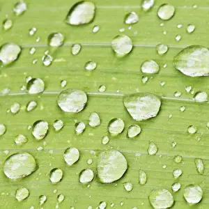 Water Drop On Leaf Prints: Raindrops on the green leaf of the iris plant at close range after rain
