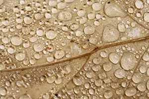 Autumn Color Palette Prints: Raindrops on a leaf