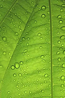 Uninhabited Landscapes Prints: Raindrops on leaf