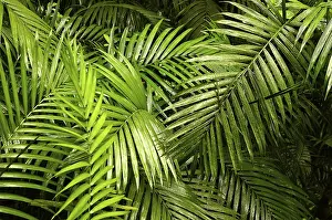 Rainforest Landscape Prints: Rainforest