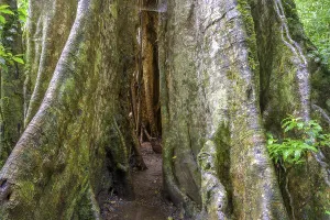 Tropical Forest Landscape Prints: Rainforest, tree in the rainforest