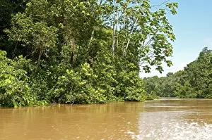 Deserted River Bank Scene Prints: Rainforest, vegetation along the Tiputini river