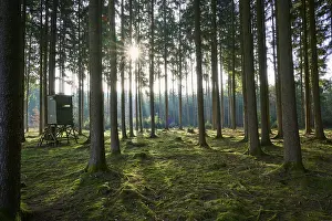 Baden Wurttemberg Nature Photography Prints: A raised seat in a sparse forest