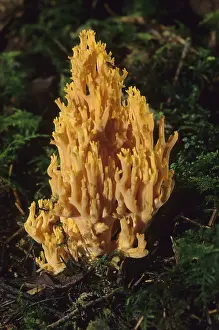 Moss Grown Mushroom Prints: Ramaria flava