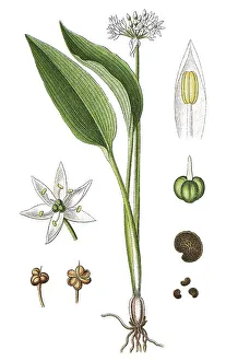 Allium Ursinum Images Prints: Ramsons, buckrams, wild garlic