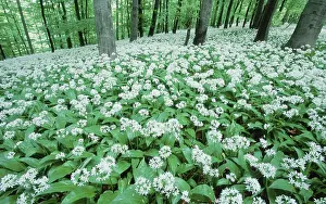 Ramson Inflorescence Prints: Ramsons in spring forest, Lower Saxony