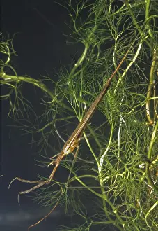 Prints of Ranatra linearis, stick bug, water needle, water stick bug, aquatic, high size, portrait format, insects, bugs, water bugs Scorpion Prints: Ranatra linearis Print - Water Stick Bug Portrait