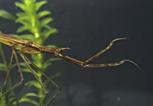 Prints of Ranatra linearis, stick bug, water needle, water stick bug, aquatic, insects, portrait, bugs, water bugs Scorpion Prints: Ranatra linearis Print - Aquatic Water Needle Bug