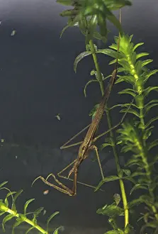 Ranatra Linearis Prints: Ranatra linearis, stick bug, water needle