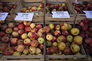Apple Varieties Prints: Range of different types of apples
