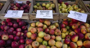 German Apple Varieties Prints: Range of different types of apples