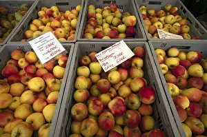 Food Photography Germany Prints: Range of different types of apples