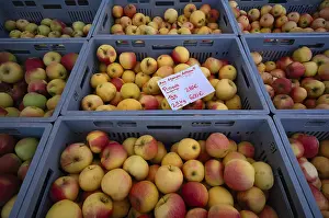 Southern Germany Cuisine Prints: Range of different types of apples