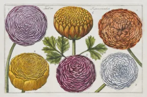 Hand Coloured Copper Engraving Prints: Ranunculus (Ranunculus), hand-coloured copper engraving after Mario Cammerari by Professor Filippo Arena from La Natura