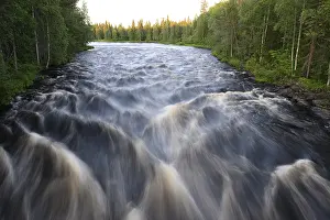Prints of Rapids of the Raudanjoki River surrounded by thick forest, Saarenkyla, Lapland, Finland Rapids of the Raudanjoki River surrounded by thick forest, Saarenkyl, Lapland, Finland River Prints: Rapids of the Raudanjoki River Print, Lapland Finland
