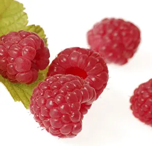 Studio Shot Of Berries Prints: Raspberries