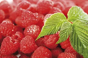 Full Frame Fruit Images Prints: Raspberries