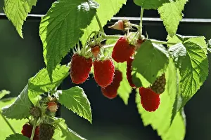 Central Europe Berries Prints: Raspberries, Germany