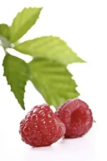 Studio Shot Fruits Prints: Raspberries with raspberry leaves