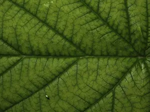 Deserted Outdoor Scene Prints: Top side of a raspberry leaf