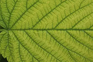 Uninhabited Landscapes Prints: Top side of a raspberry leaf