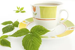 Raspberry Health Benefits Prints: Raspberry leaf (Rubus idaeus) on a teacup