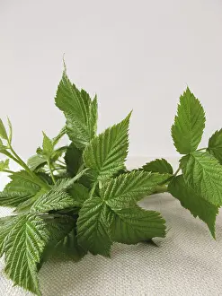 Alternative Medicine Plants Prints: Raspberry leaves for raspberry leaf tea