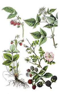 Digital Restoration Of Vintage Image Prints: Raspberry, Rubus idaeus (top left and right)