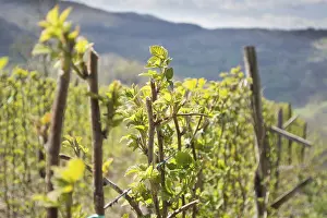 Southeast European Landscape Prints: Raspberry twigs in front with rest of the field blurred