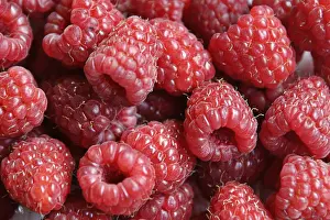 Fresh Raspberries Prints: Raspberrys
