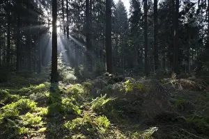 Lower Saxony Landscapes Prints: Rays of light in the common beech (Fagus sylvatica)