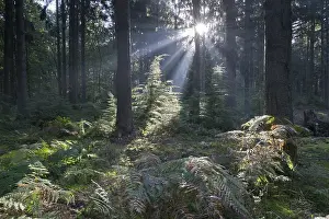 Fagus Sylvatica Images Prints: Rays of light in the common beech (Fagus sylvatica)