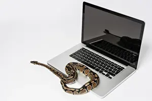 Related Image Prints: Python Programming Print: Real Snake and Laptop Computer