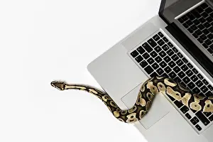 Related Image Prints: Real Python Snake and Laptop Computer Print: Programming Concepts