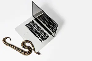 Related Image Prints: Real Python Snake and Laptop Computer Print: Coding Concepts