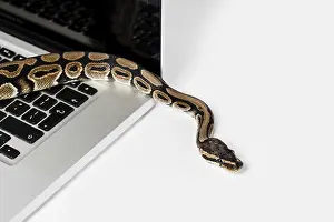 Related Image Prints: Real Python Snake and Laptop Computer Print: Coding Concepts
