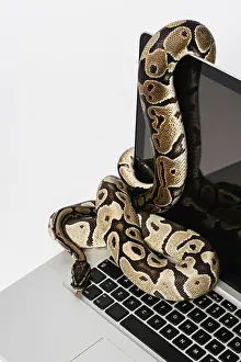 Related Image Prints: Python Snakes and Laptops: Software Engineering Print