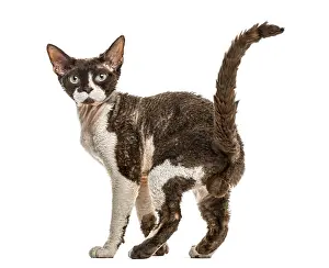 Feliformia Mammal Photography Prints: Rear view of a Devon rex cat isolated on white