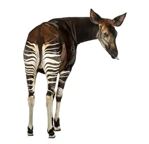 Prints of Rear view of an Okapi, looking back, sticking its tongue, Okapia johnstoni, isolated on white Johnstoni Prints: Rear View Print of Okapia johnstoni, Isolated on White