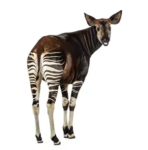 Prints of Rear view of an Okapi, looking back and mooing, Okapia johnstoni, isolated on white Johnstoni Prints: Rear View Okapi Print, Isolated on White
