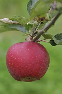 Close Up Apple Photography Prints: Red apple on a twig