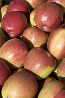 Grocery Store Produce Prints: Red apples