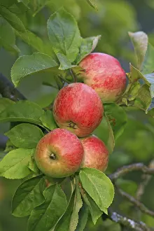Deciduous Tree With Red Fruit Prints: Red apples hanging from a tree